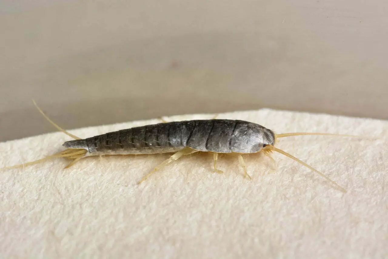 Dreams Meaning Of Silverfish