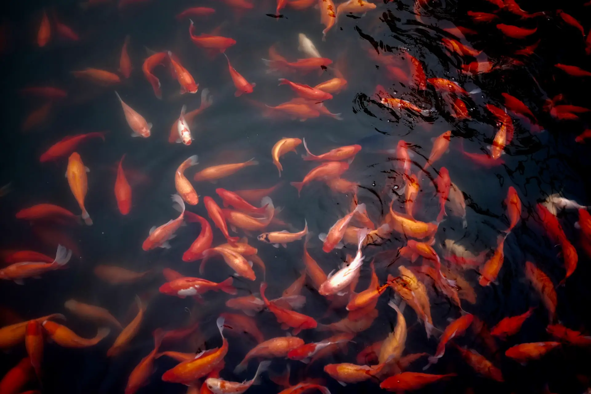 Dreams Of Seeing Koi Fish In Water