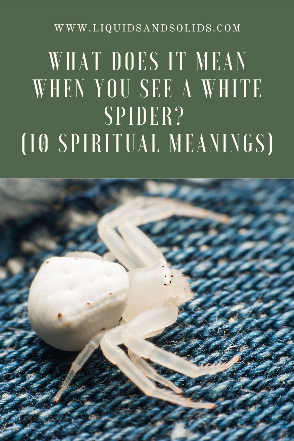 What Does Seeing A White Spider In Your Dream Mean