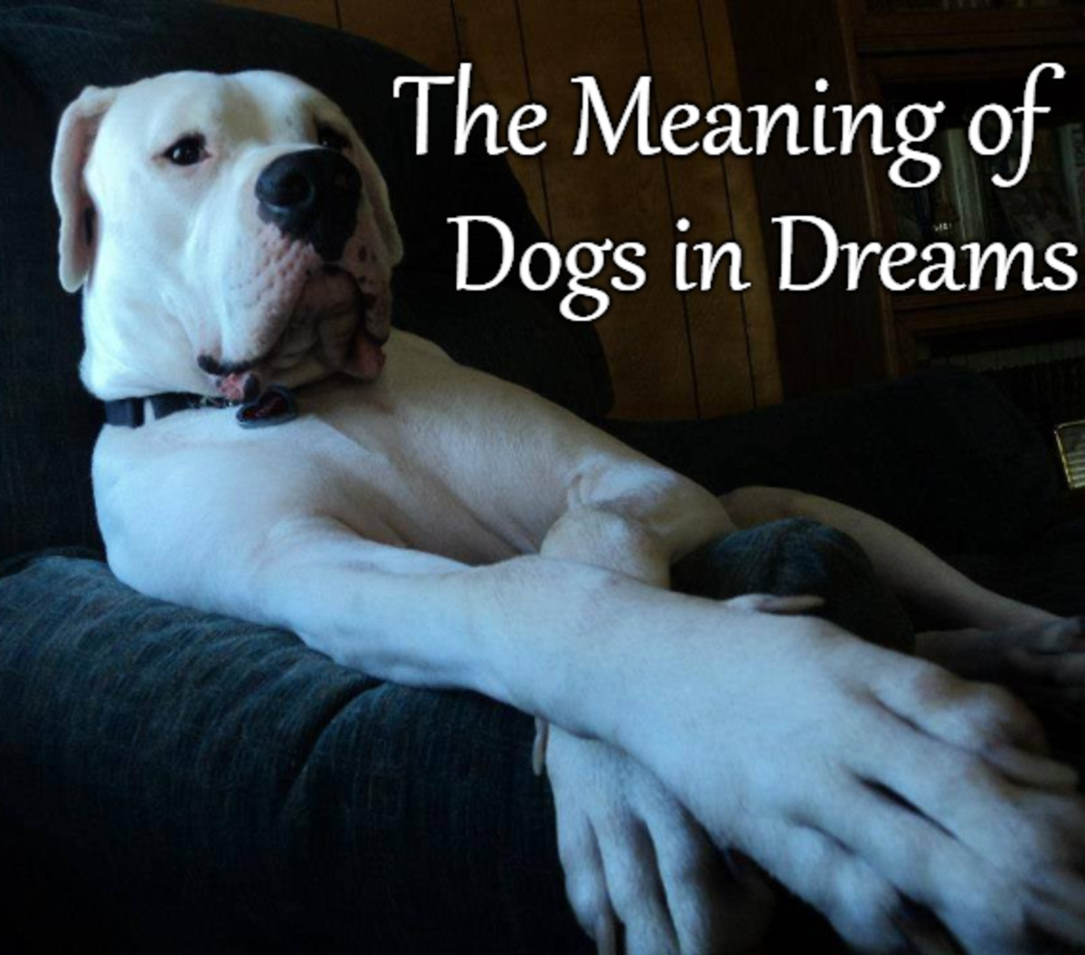 Dreams With Dead Dogs And Their Connection To Your Subconscious