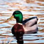 Duck: Unveiling the Spiritual and Dream Meaning Behind This Auspicious Symbol