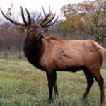 Elk: Dream and Spiritual Meanings of the Powerful Animal