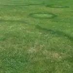 Unveiling the Spiritual Meaning of Fairy Rings in Grass: Dreams & Interpretations