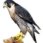 Uncovering the Spiritual and Dream Meaning of the Falcon