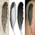 Feather: Unlocking the Spiritual and Dream Meaning of this Mystical Symbol