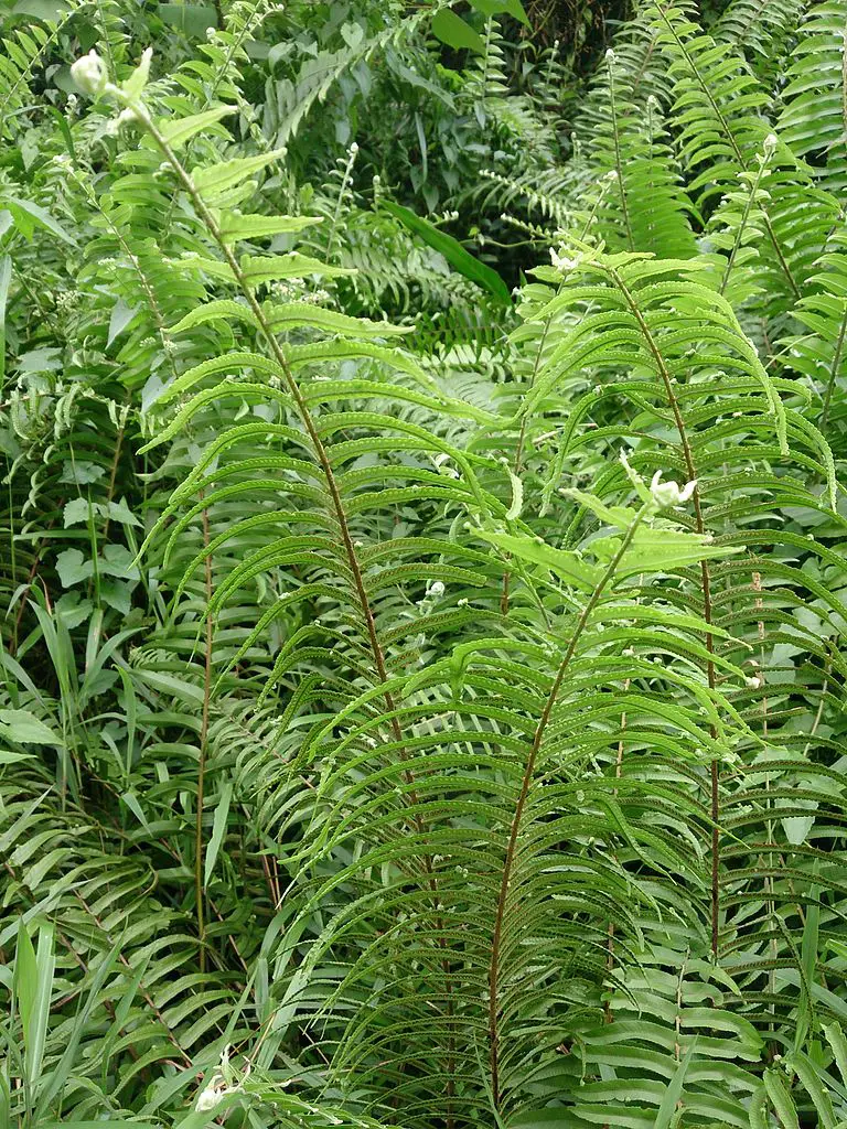 Ferns In Different Cultures