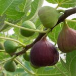 fig-tree1241