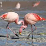 Flamingo: Exploring the Dreams and Spiritual Meanings Behind These Beautiful Birds