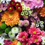 Flowers wall background with amazing red,orange,pink,purple,gree