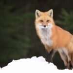 Fox - Unlock the Spiritual Meaning Behind Dreams Involving this Mystical Animal