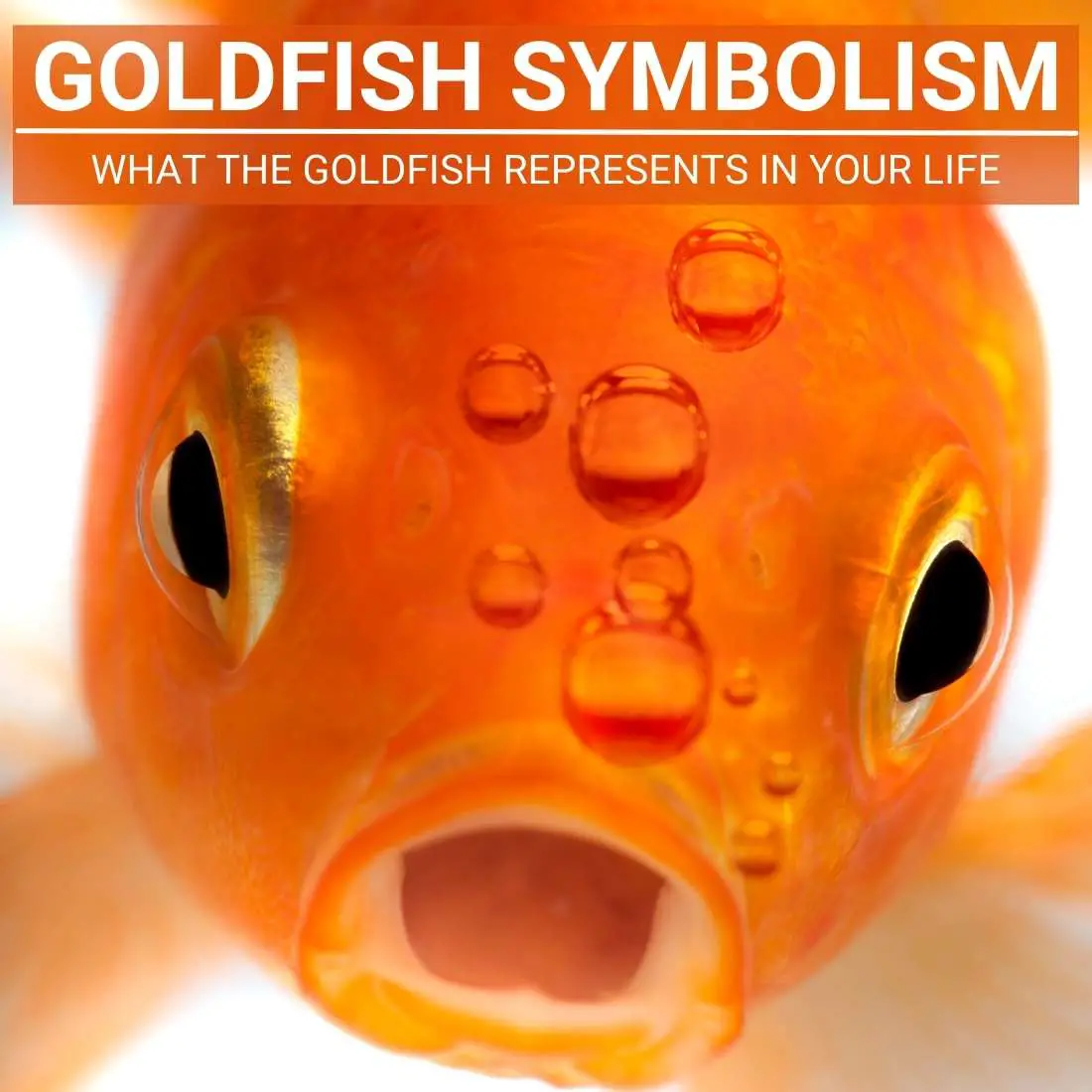 Goldfish Dreams In Different Cultures