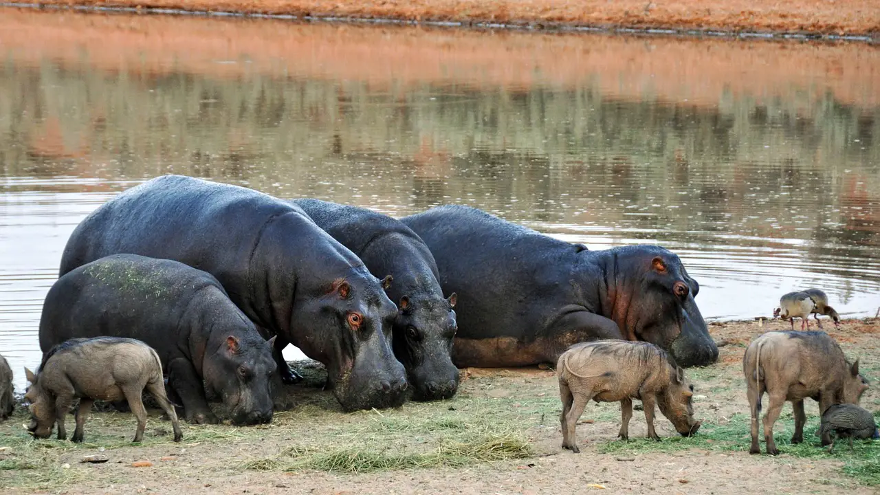 Hippo Attack Dream Meaning