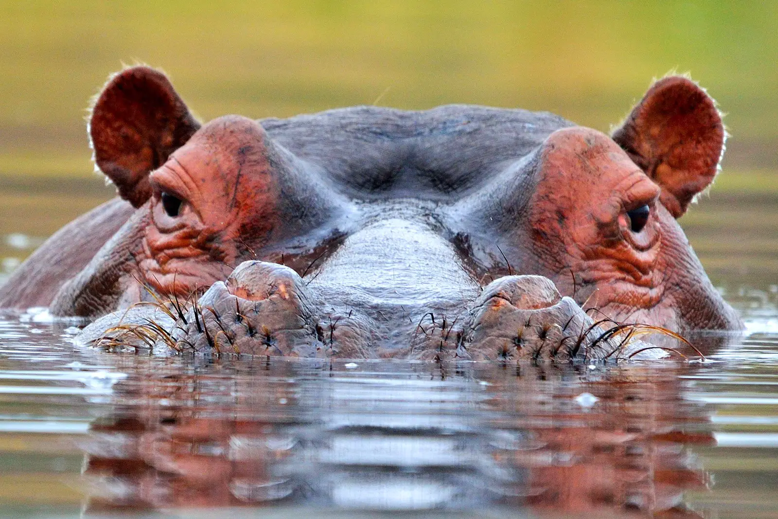 ¿Qué Significa Soñar Con Hipopótamos?