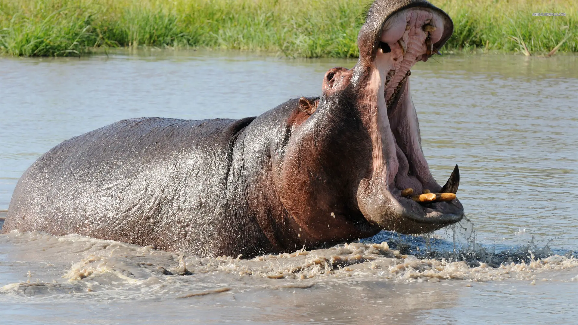 Hippo Dream & Personal Significance