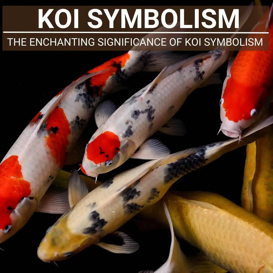 History And Symbolism Of Koi Fish
