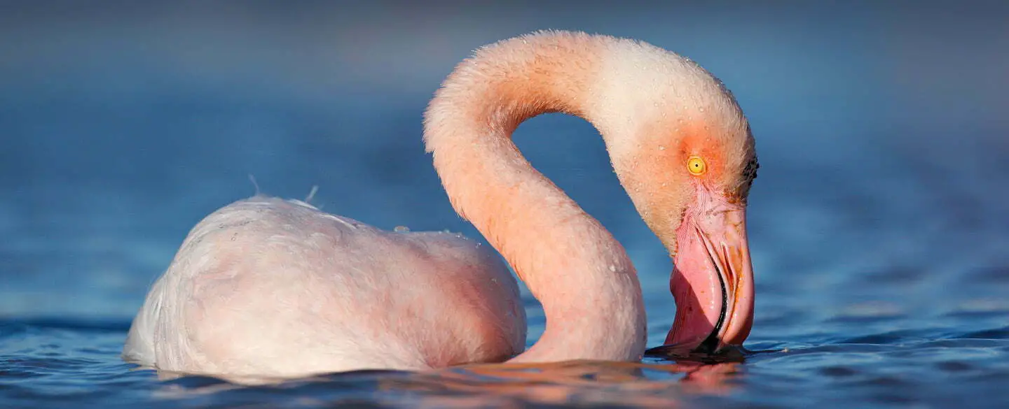 How Can One Interpret Flamingo Dreams?