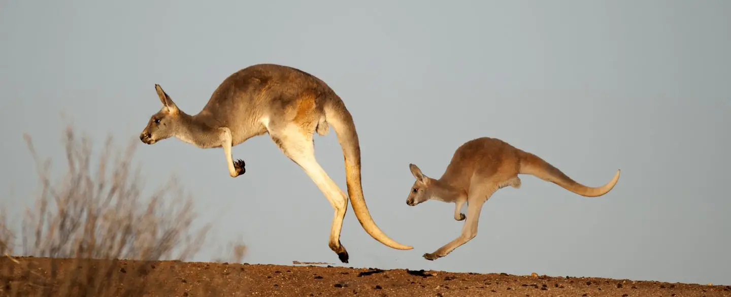 How Does A Kangaroo Dream Affect A Person’S Emotions?