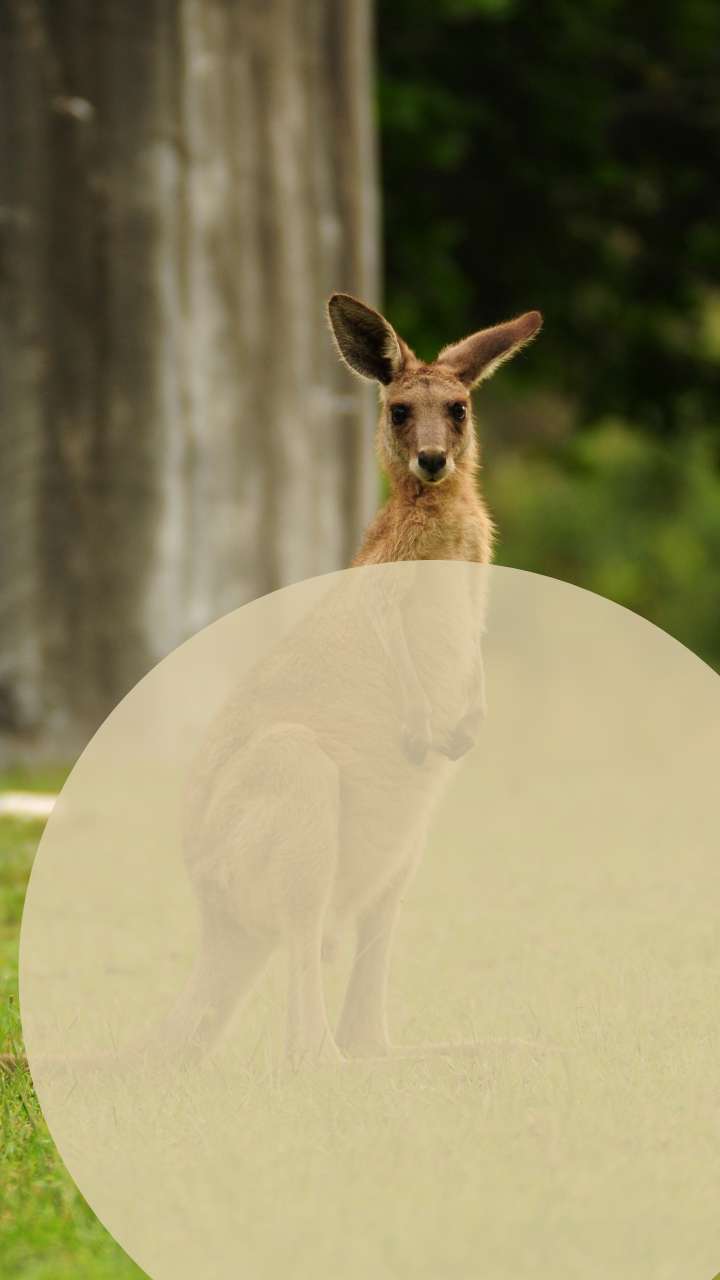 How Does A Kangaroo Dream Reflect A Person’S Character And Personality?
