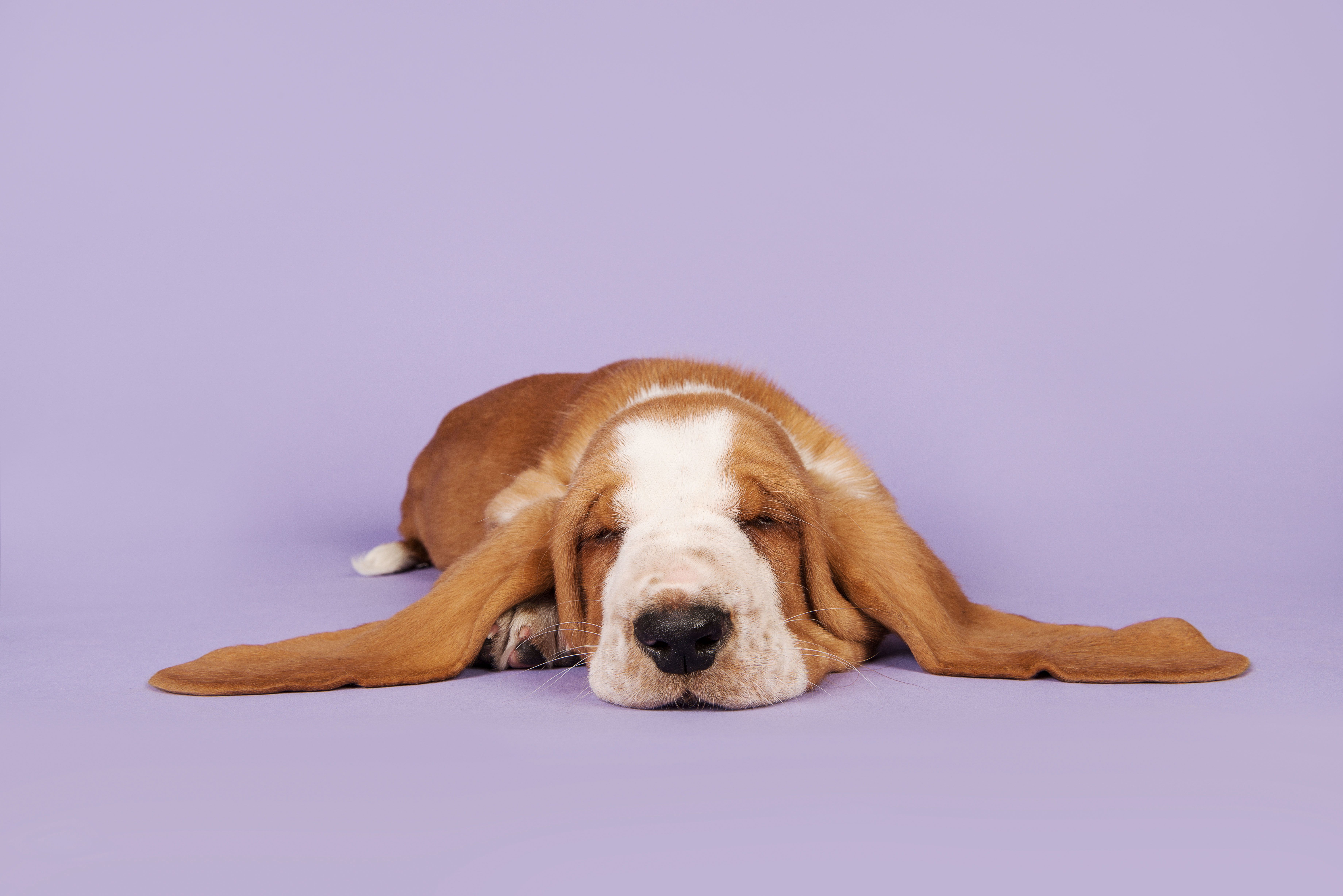How To Interpret Dreams About Dogs