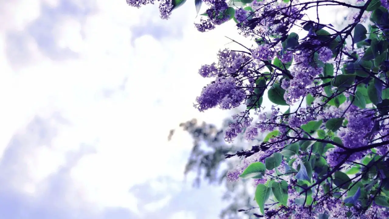 How To Interpret Dreams And Spiritual Meanings Of Lilacs