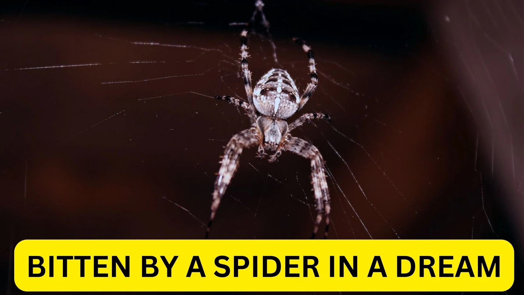 How To Interpret Your Spider Bite Dream
