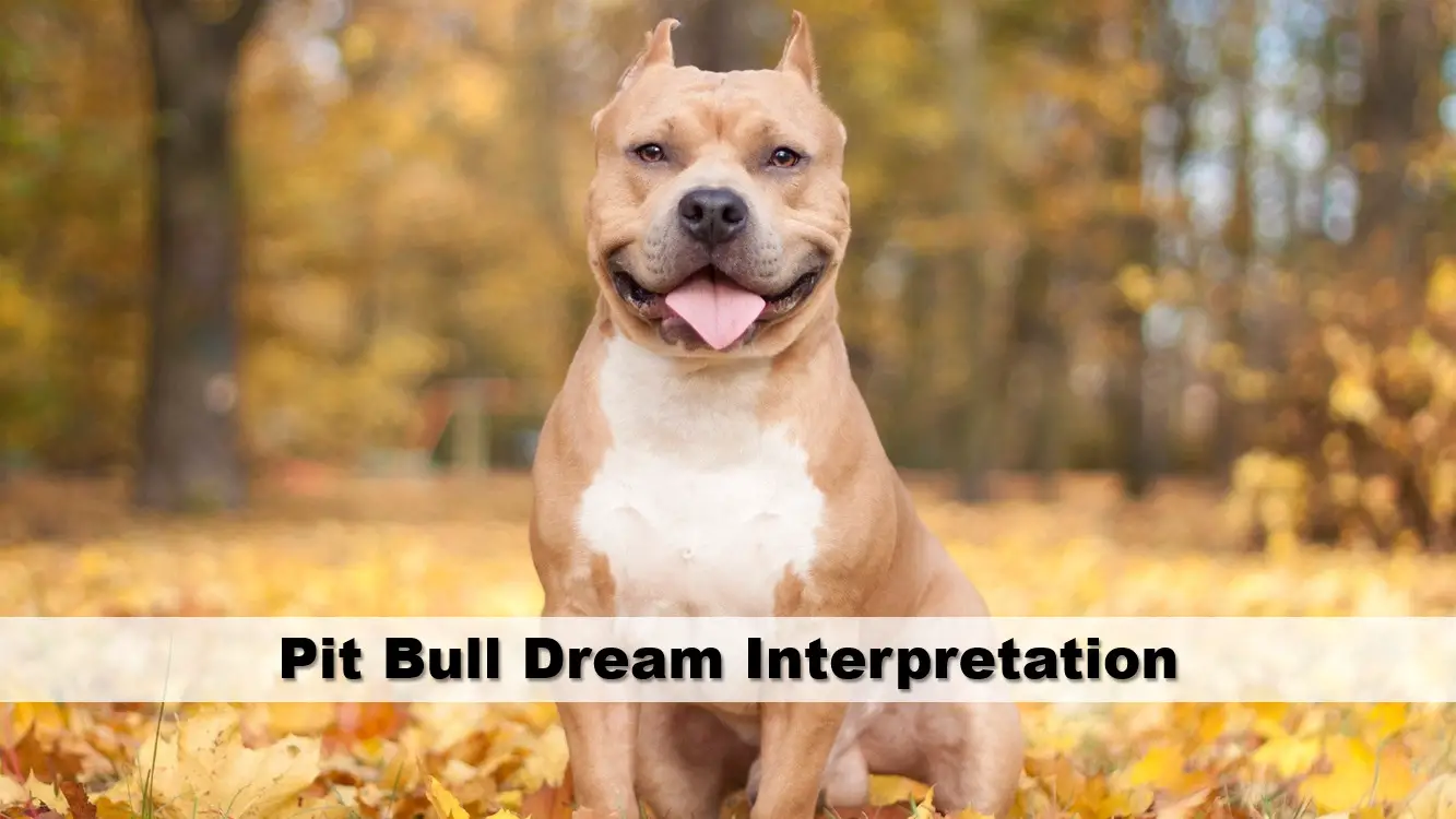 Interpretation Of Dreaming Of Pitbull