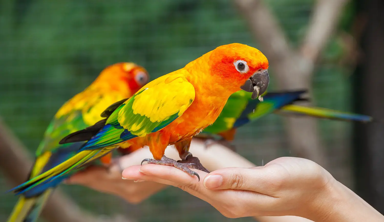 Interpreting Dreams About Parrots