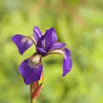 Unlock the Spiritual Meaning of Iris in Your Dreams
