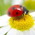 Ladybug: Uncovering the Spiritual & Dream Meaning Behind This Cute Insect