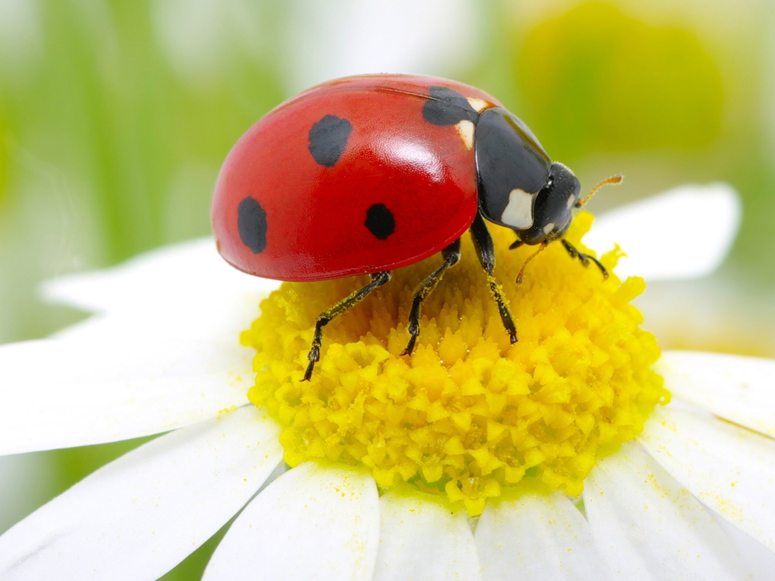 ladybug-dreams-meaning-and-spiritual-meaning