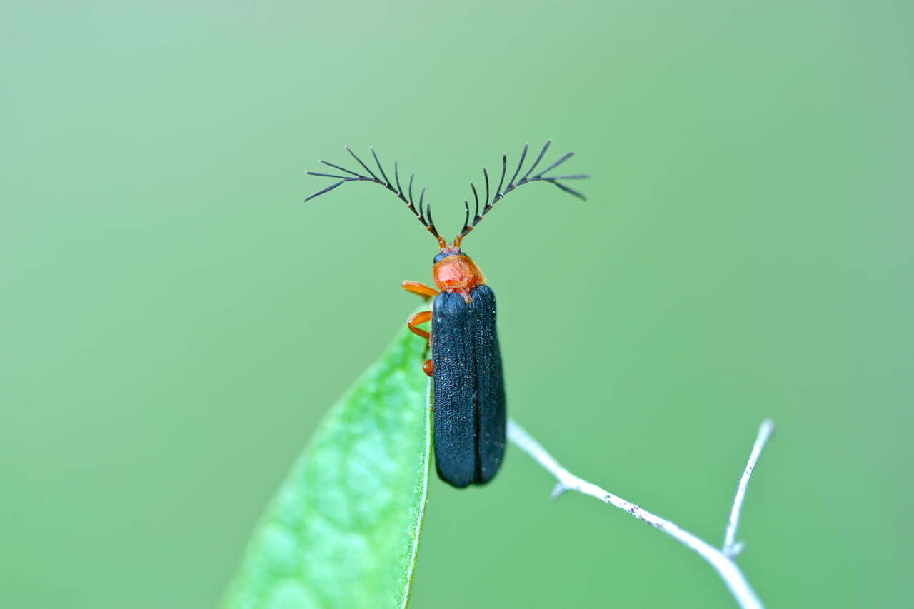 Lightning Bug As A Totem Animal