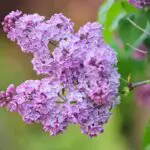 Lilac: Uncovering the Spiritual and Dream Meaning Behind the Fragrant Flower