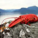 lobster-meaning-in-dreams-across-different-cultures-1412