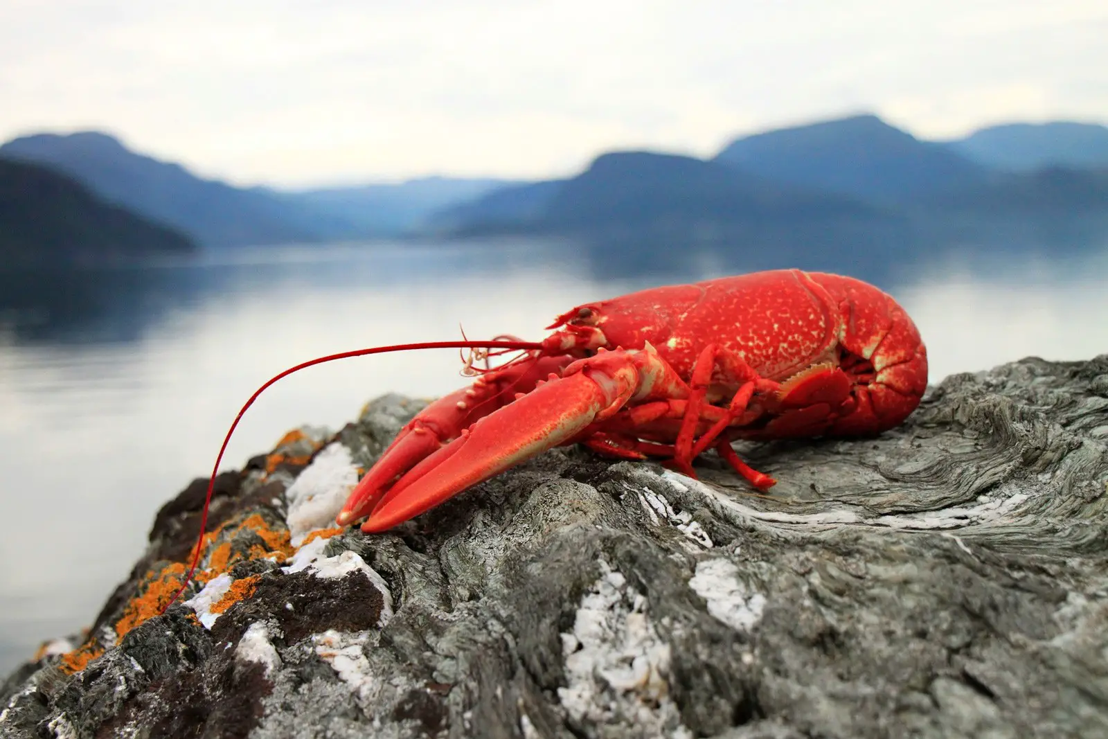 Lobster Meaning In Dreams Across Different Cultures