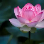 Lotus Flower: Dream and Spiritual Meanings to Unlock the Power of Your Subconscious
