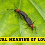 Unlock the Spiritual Meaning of Love Bugs in Your Dreams