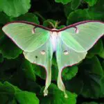 Luna Moth: Dreams Meaning and Spiritual Significance of this Mystical Creature