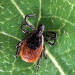 Unraveling the Spiritual Meaning of Lyme Disease Dreams