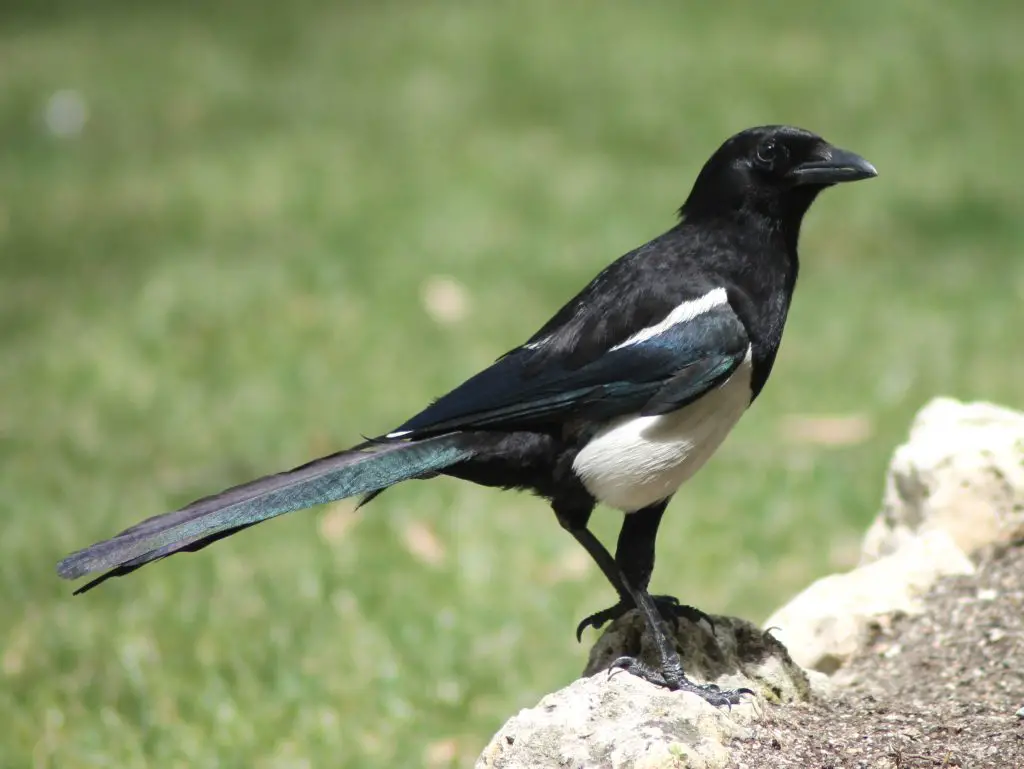 Magpie And Superstition