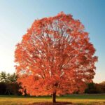 Maple Tree: Unveiling the Dreams and Spiritual Meaning Behind Its Brilliance