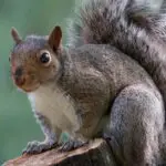 Unveiling the Spiritual Meaning Behind Squirrel Dreams: A Guide to Dream Interpretation
