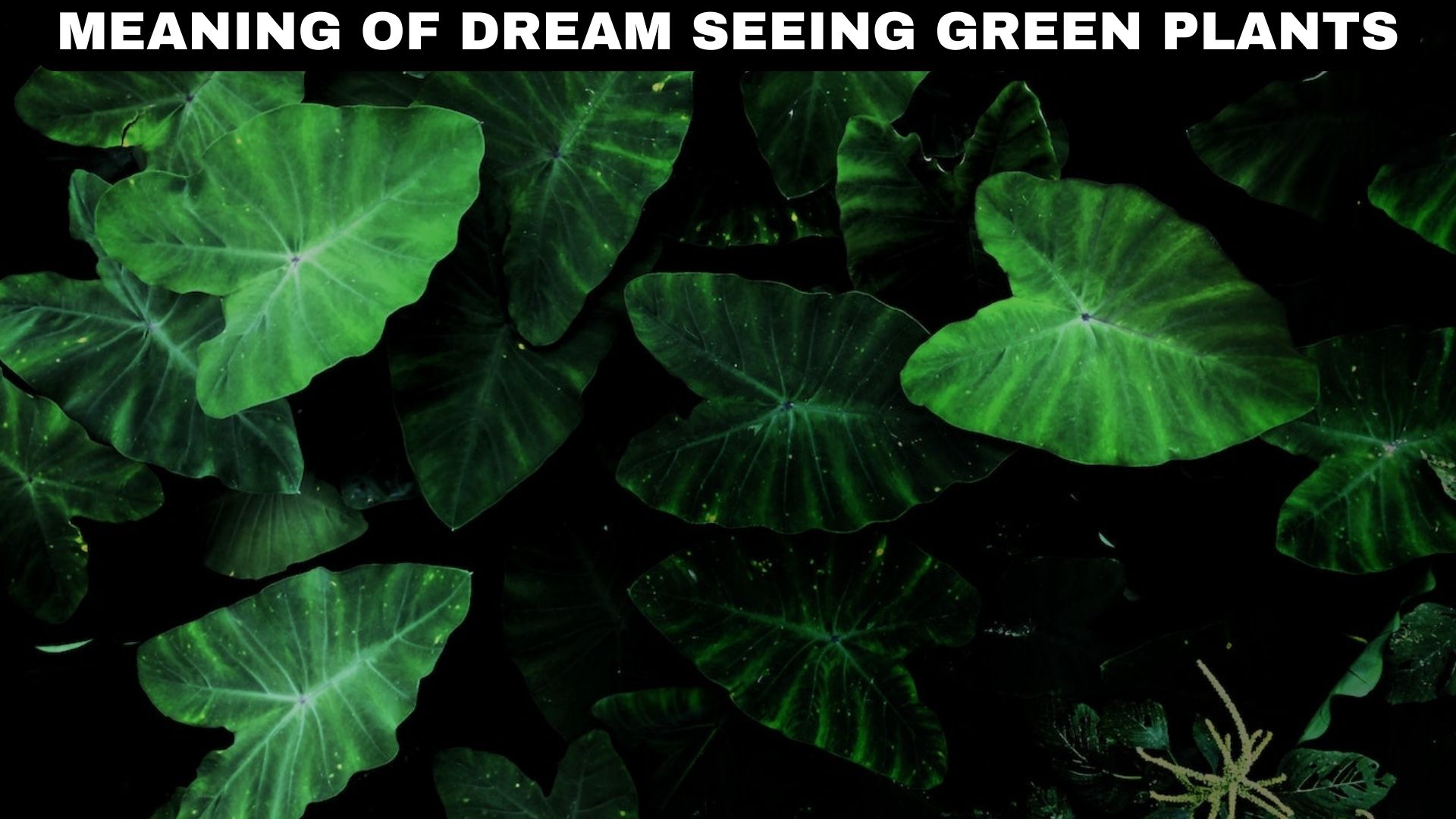 Uncovering The Spiritual Meaning Of Dreaming About Green Plants 7424