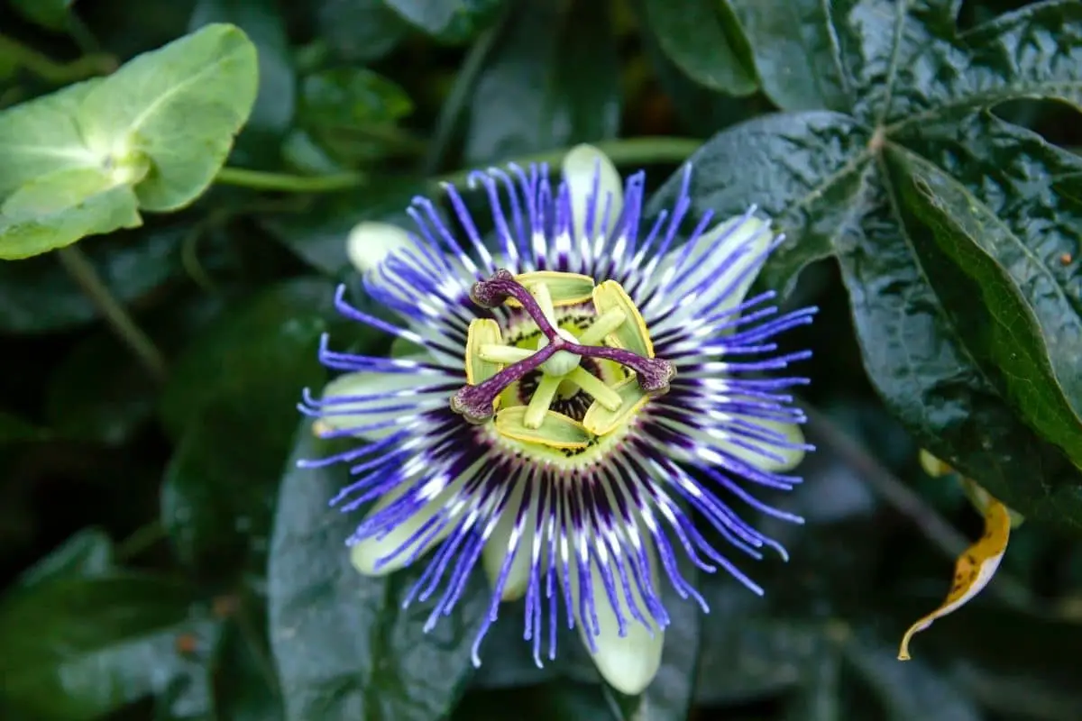 Meaning Of Passion Flower