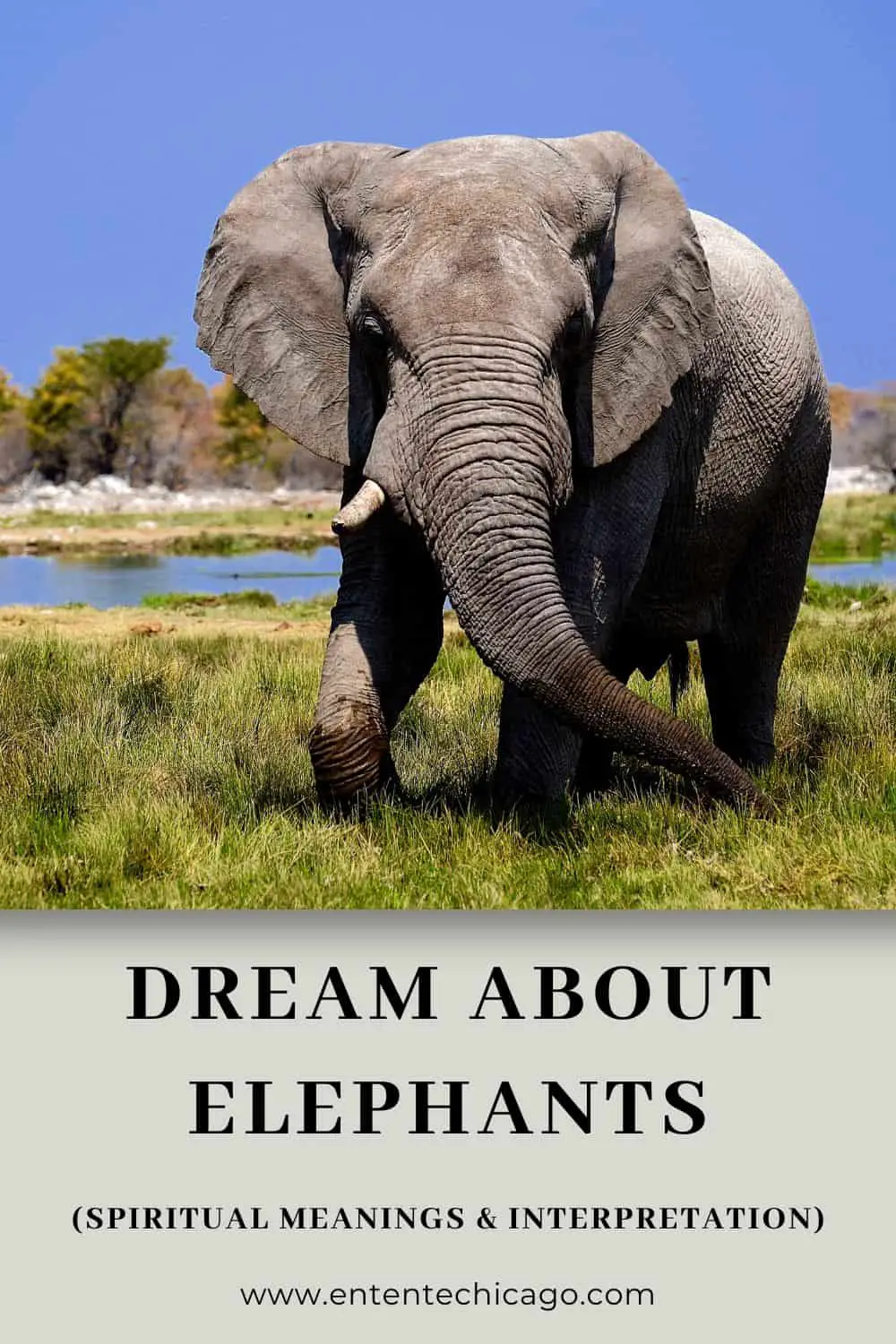 Meaning Of White Elephant In Dreams