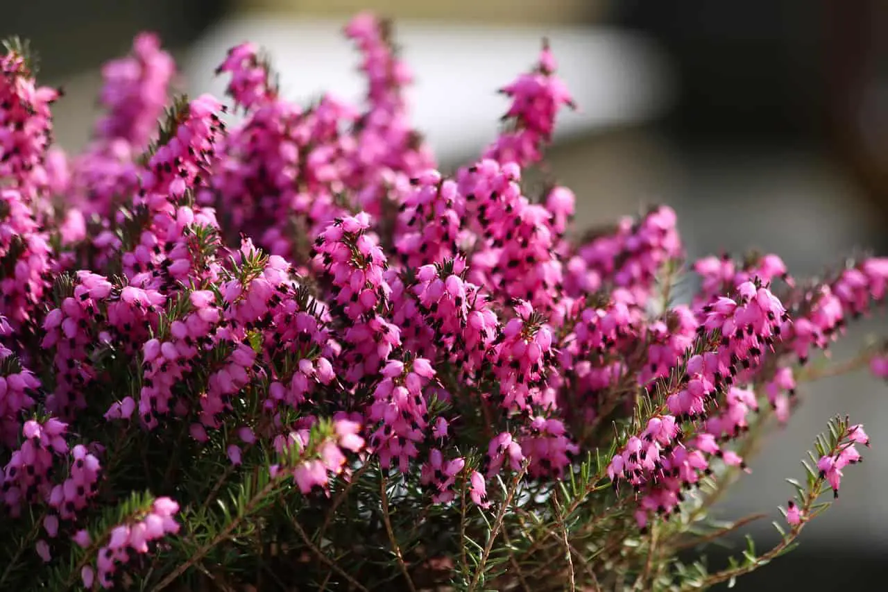 Meanings Of Heather In Different Cultures