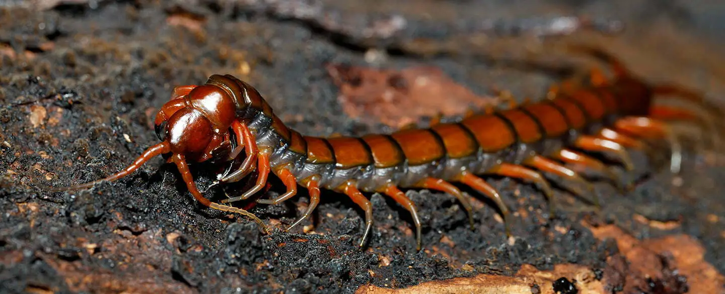 Millipede As A Sign Of Transformation