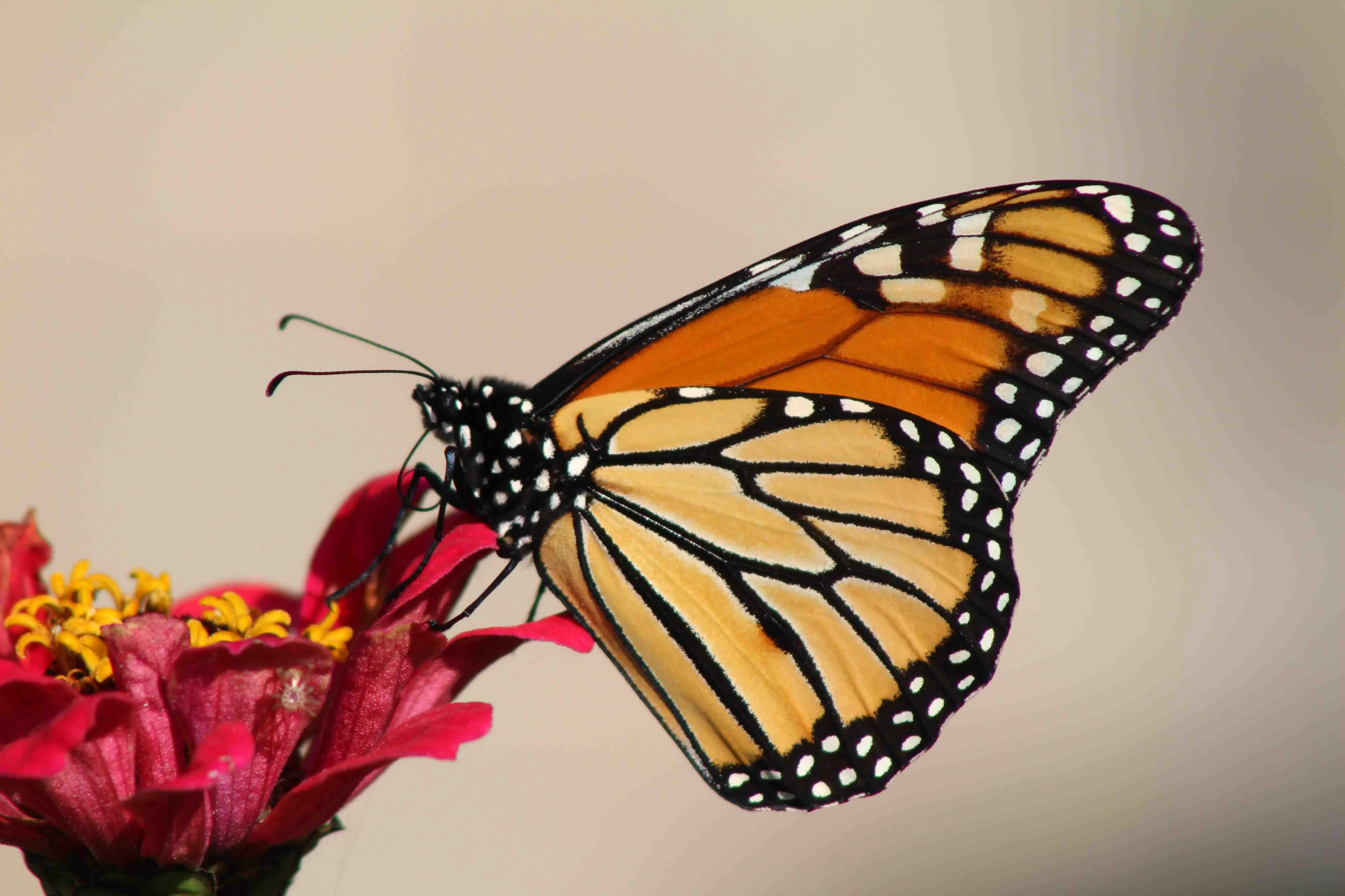 Monarch Butterfly In Popular Culture