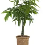 Money Tree: Uncover the Spiritual and Dream Meaning Behind This Symbolic Plant
