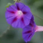 Morning Glory: Unveiling the Spiritual and Dream Meaning Behind This Beautiful Flower