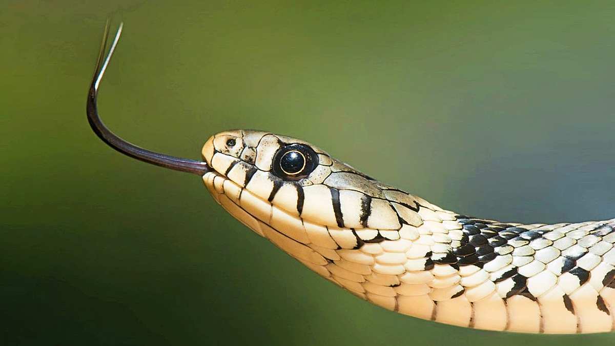 Nightmares Involving Snakes